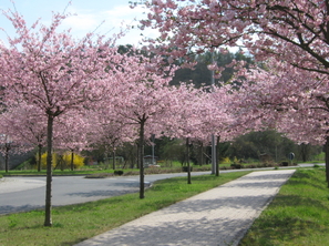 Frühling in Königheim